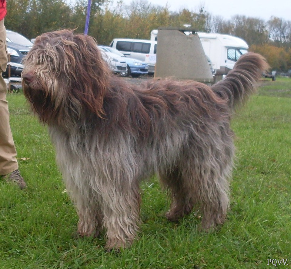  Gospel Choco du Bois des Nonnes
